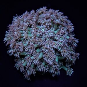 Goniopora spp. (Green) S