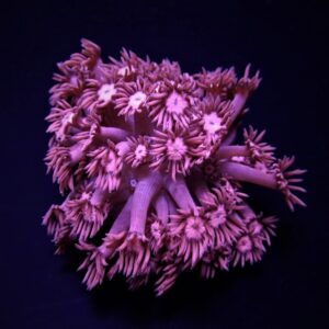 Goniopora spp. (Pink) S