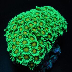 Goniopora spp. (Premium) S