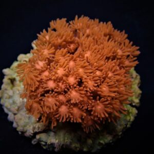 Goniopora spp. (Red) (Premium) S