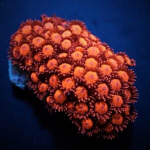 Goniopora spp. (Red) (Ultra) S