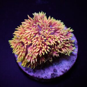 Goniopora spp. (Special Selected) (frag)