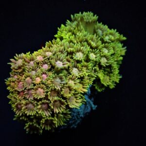 Goniopora spp. (Ultra) L