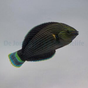 Halichoeres marginatus M