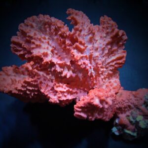 Haliclona spp. (Orange) L