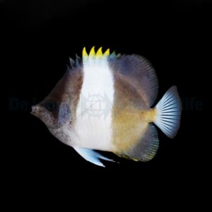 Hemitaurichthys zoster M