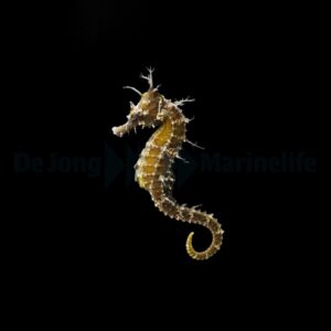 Hippocampus erectus – DJM Bred