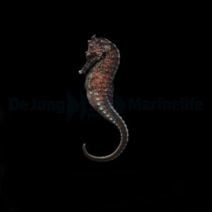 Hippocampus kuda – T.B. S