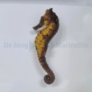 Hippocampus kuda (Yellowish) – T.B.