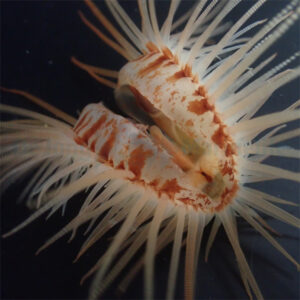 Limaria orientalis