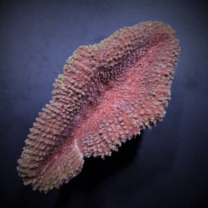 Lobophyllia spp. (Common) M