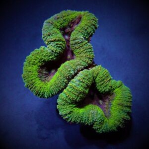 Lobophyllia spp. (Green) (Premium) 3XL
