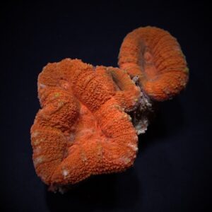Lobophyllia spp. (Orange-Red) M