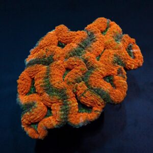 Lobophyllia spp. (Orange-Red) (Premium) XL