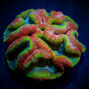 Lobophyllia spp. (Rainbow) 3XL