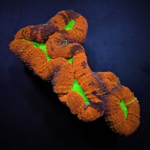 Lobophyllia spp. (Splitcolor) (Premium) XL