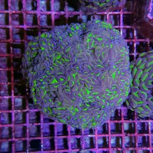 Euphyllia ancora (Two Tone) XXL