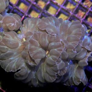 Plerogyra turbida XL