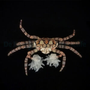 Lybia tesselata