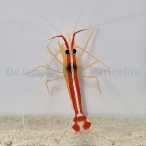 Lysmata amboinensis M