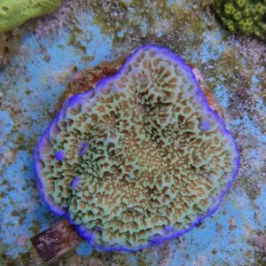 Montipora undata S