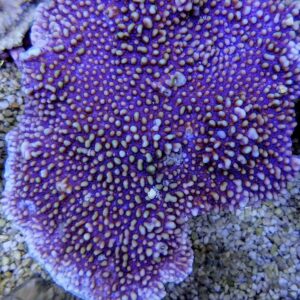 Montipora danae (Colored polyp) M
