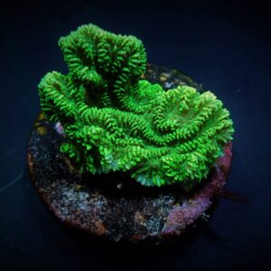 Merulina ampliata (Green) (frag)