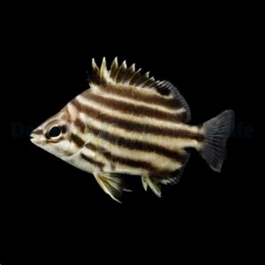 Microcanthus strigatus M