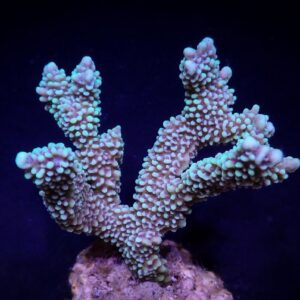Montipora capitata M