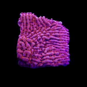 Montipora danae (JF Mean Streak) (frag)