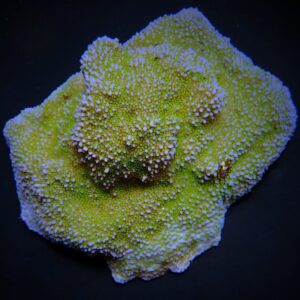 Montipora spp. (Encrusting) (Green polyp) S