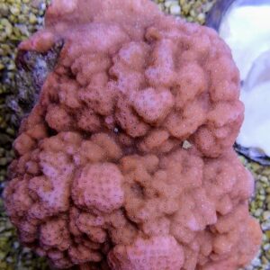Montipora spp. (Encrusting) (Orange-Red) M