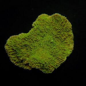 Montipora spp. (Laminar) (Green) S