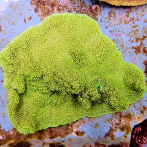 Montipora spp. (Premium) L