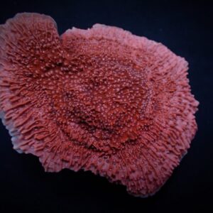 Montipora spp. (Snow Cap) S