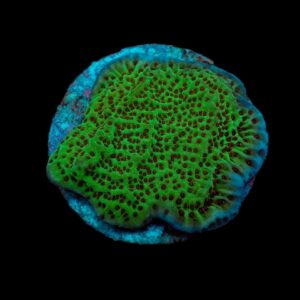 Montipora undata (frag)