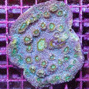 Mycedium spp. S