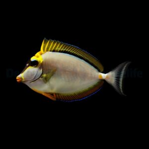 Naso elegans XL