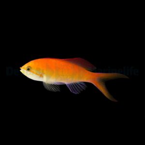 Nemanthias dispar