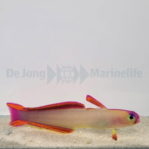 Nemateleotris decora