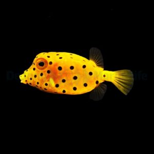 Ostracion cubicus M