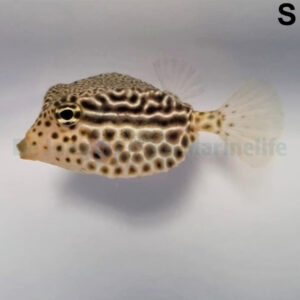 Ostracion solorensis (female)