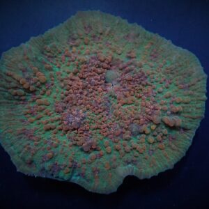 Oxypora spp. L