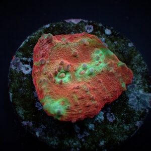 Oxypora spp. (Premium) (frag)
