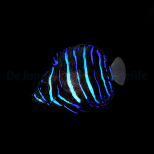 Pomacanthus navarchus - T.B. S