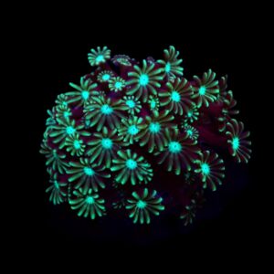 Alveopora spp. (Green) (frag)