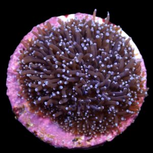 Galaxea spp. (Common) (frag)
