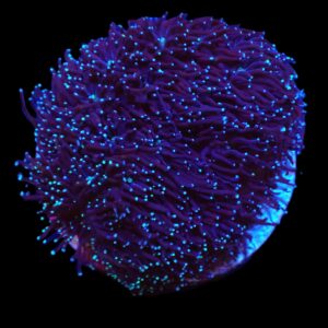 Galaxea spp. M