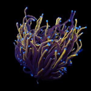 Euphyllia glabrescens (Gold Torch) S