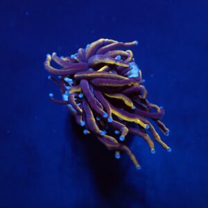 Euphyllia glabrescens (Gold Torch) (1 hd.)